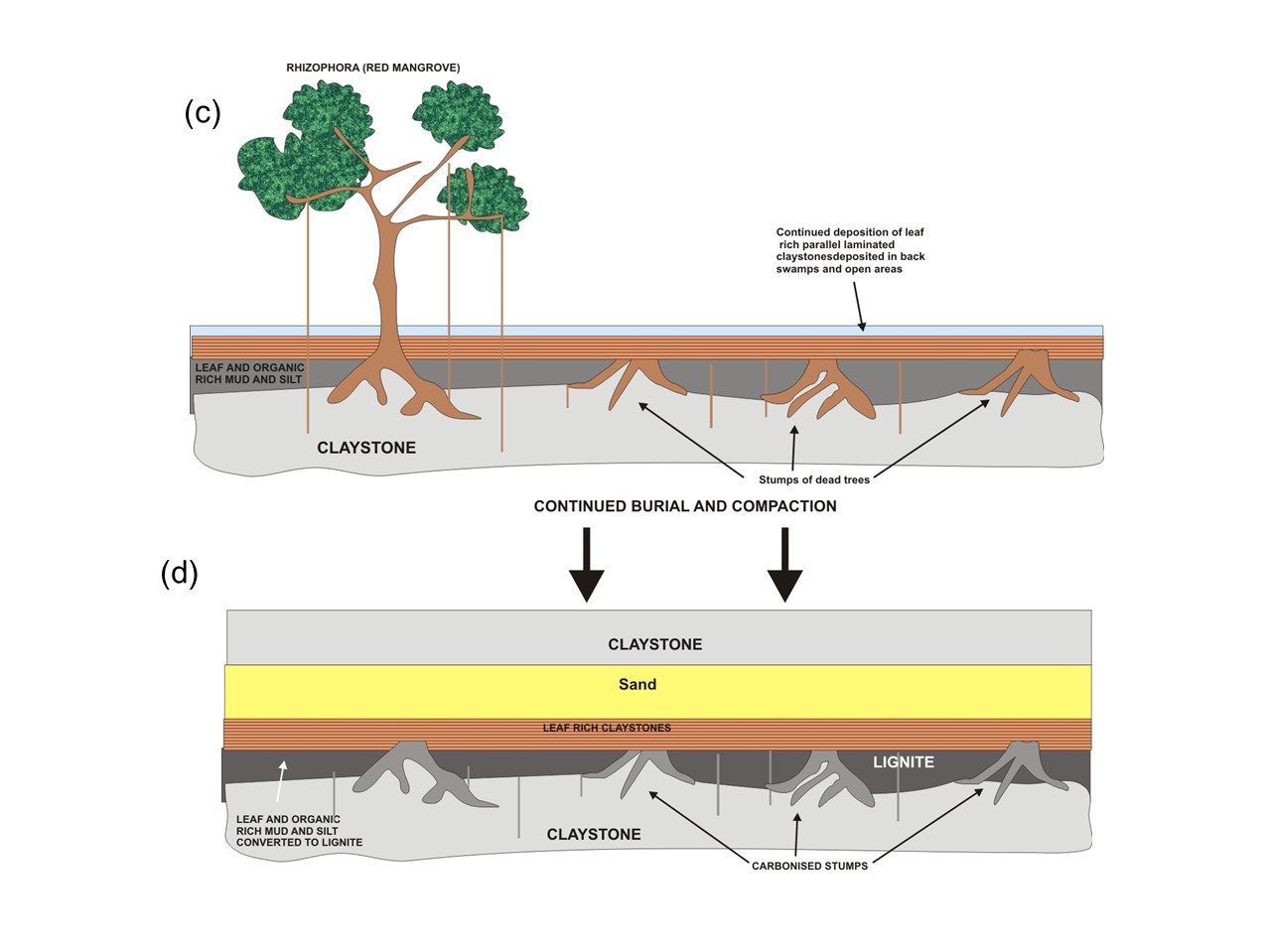 Lignites and Origin of Porcellanites | Curtis Archie